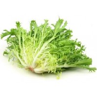 Lettuce - Endive