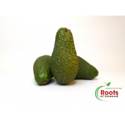 Avocado