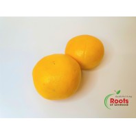 Satsumas/Clementines