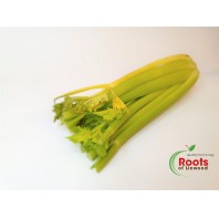 Celery