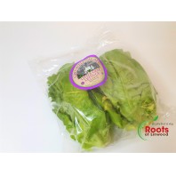 Lettuce - Little Gem